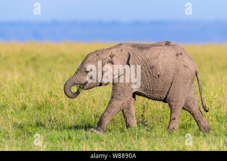 Junger Afrikanischer Elefant (Loxodonta africana), Elephant Kalb in Schlamm bedeckt, Wandern in der Savanne, Masai Mara National Reserve, Kenia Stockfoto