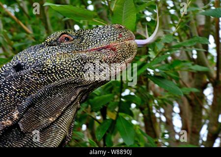 Krokodil Monitor (Varanus salvadorii), Kopf mit Zunge rausstrecken, endemisch, Captive, Tier Portrait, Neuguinea Stockfoto