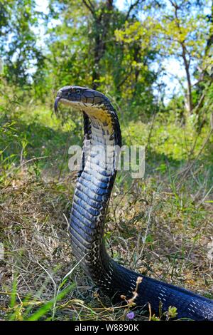 Königskobra (ophiophagus Hannah), die Verbreitung seiner Haube, Thailand Stockfoto