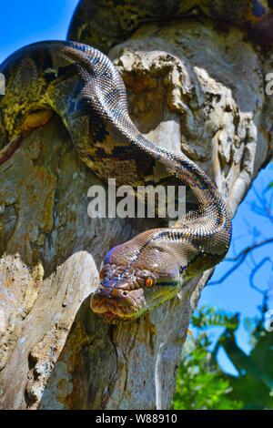 Netzpython (Malayopython reticulatus), auf einem Baum, Sumatra Stockfoto