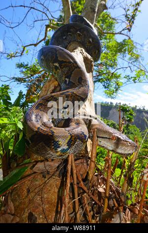 Netzpython (Malayopython reticulatus), auf einem Baum, Sumatra Stockfoto