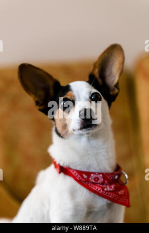 Porträt einer Papijack Welpe, trägt er ein rotes Halstuch und Suchen aus dem Rahmen oberhalb der Kamera Stockfoto