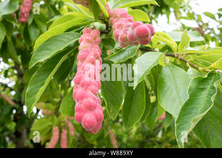 Magnolia Samen in Pods am Baum. Garten outdoor Stockfoto