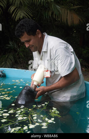 Manaus, 5. September 2006. Projekt Speichern der Manatee aus dem Amazonas. Manatee gesäugt durch ein Hausmeister im Aquarium der nationalen Forschung ins ist Stockfoto