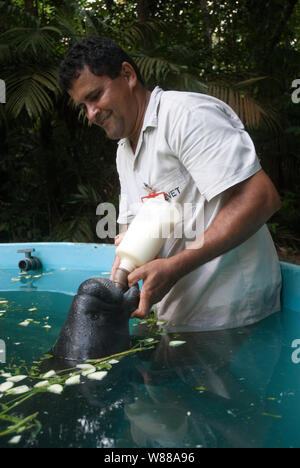 Manaus, 5. September 2006. Projekt Speichern der Manatee aus dem Amazonas. Manatee gesäugt durch ein Hausmeister im Aquarium der nationalen Forschung ins ist Stockfoto