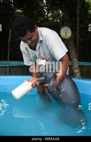 Manaus, 5. September 2006. Projekt Speichern der Manatee aus dem Amazonas. Manatee gesäugt durch ein Hausmeister im Aquarium der nationalen Forschung ins ist Stockfoto