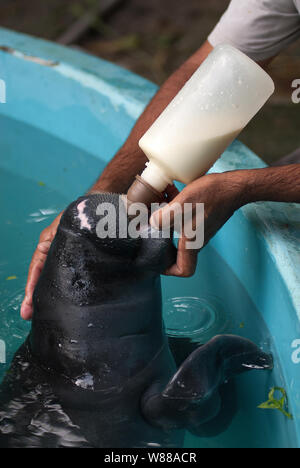 Manaus, 5. September 2006. Projekt Speichern der Manatee aus dem Amazonas. Manatee gesäugt durch ein Hausmeister im Aquarium der nationalen Forschung ins ist Stockfoto