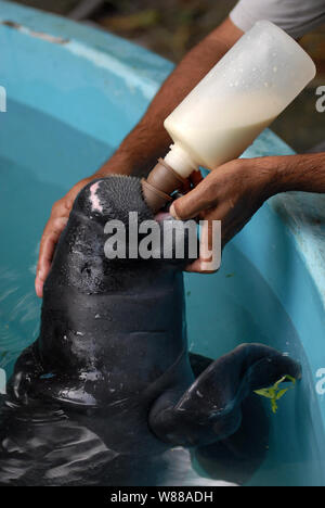 Manaus, 5. September 2006. Projekt Speichern der Manatee aus dem Amazonas. Manatee gesäugt durch ein Hausmeister im Aquarium der nationalen Forschung ins ist Stockfoto