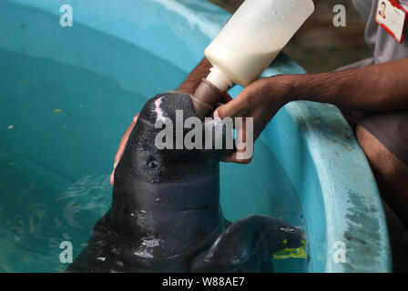 Manaus, 5. September 2006. Projekt Speichern der Manatee aus dem Amazonas. Manatee gesäugt durch ein Hausmeister im Aquarium der nationalen Forschung ins ist Stockfoto