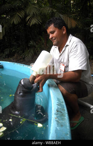 Manaus, 5. September 2006. Projekt Speichern der Manatee aus dem Amazonas. Manatee gesäugt durch ein Hausmeister im Aquarium der nationalen Forschung ins ist Stockfoto