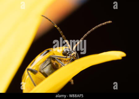 Makro Foto von einem gefleckten Gurke Käfer diabrotica undecimpunctata auf eine Sonnenblume Stockfoto