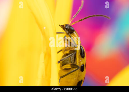 Makro Foto von einem gefleckten Gurke Käfer diabrotica undecimpunctata auf eine Sonnenblume Stockfoto