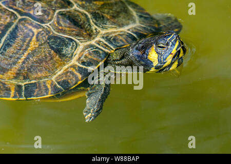 Yellow-bellied Schieberegler (TRACHEMYS SCRIPTA scripta) Schwimmen im Teich, Land- und Wasser Schildkröten native auf den Südosten der Vereinigten Staaten Stockfoto