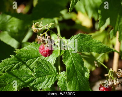 Reife rote Wald Himbeer berrieson ein Zweig Stockfoto