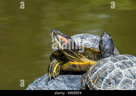 Rotwangen-schmuckschildkröte/red-eared Terrapin (TRACHEMYS SCRIPTA elegans) Teich Schieberegler native auf den Süden der USA und im nördlichen Mexiko Stockfoto