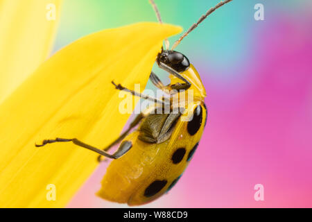 Makro Foto von einem gefleckten Gurke Käfer diabrotica undecimpunctata auf eine Sonnenblume Stockfoto