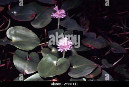 Verankert, wasserhyazinthe Eichhornia Azurea Stockfoto