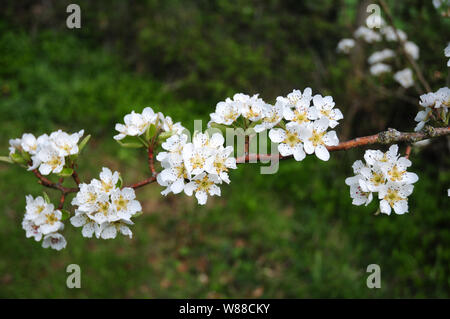 Blüte von Pear Doyenne du Comice Stockfoto