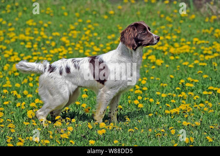 English Springer Spaniel in Wiese Frühling Blumen, Warnung Stockfoto