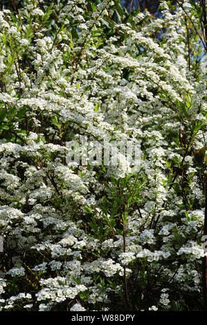 Zimmerservice, Bush, Spirea Arguta, in der Blüte. Stockfoto