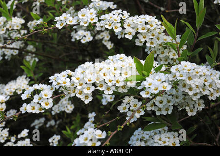 Frühstück im Busch. Spirea Arguta. Blüte. Stockfoto