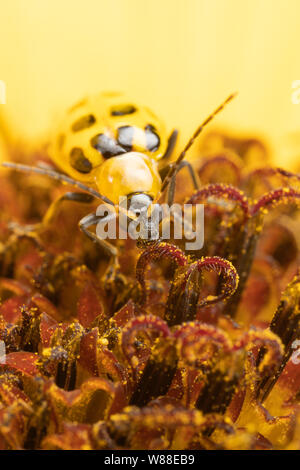 Makro Foto von einem gefleckten Gurke Käfer diabrotica undecimpunctata auf eine Sonnenblume Stockfoto