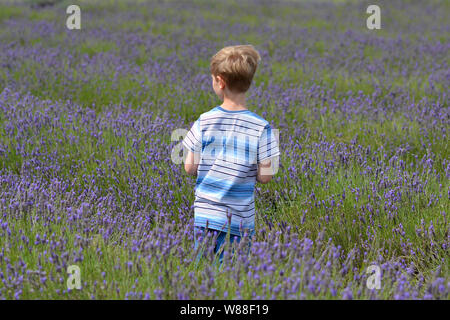 Kind Kommissionierung Lavendel auf einem Bauernhof in Stevenage, Hertfordshire, Großbritannien Stockfoto