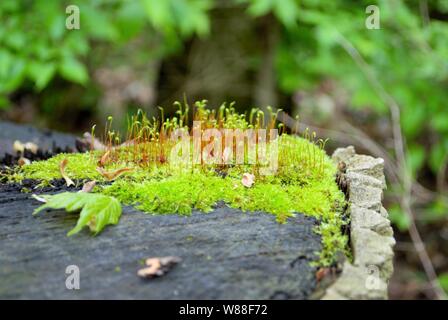 Moos und neues Wachstum auf einem Baumstumpf Stockfoto