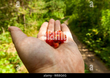 Hand hält Waldbeeren Stockfoto