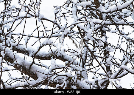 Viel Schnee auf den Ästen der Bäume. Stockfoto