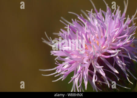 Sow-Thistle rosa Blume in der Sonne - Kanada Thistle (Cirsium arvense) - persistente Unkraut Stockfoto