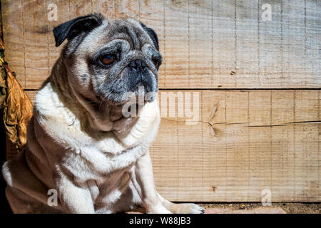 Closeup Portrait von wunderschönen Mops mop Carlino reine Rasse Holz Hintergrund closeup blankspace, Copyspace Stockfoto