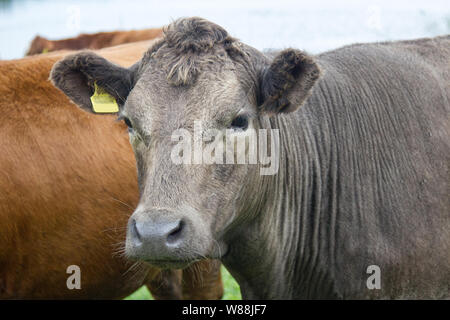 Vieh auf der Weide am Ufer. Kühe und Kälber mit einer Ohrmarke Stockfoto