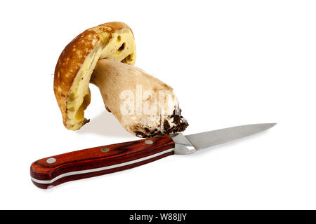 Pilz mit Messer auf weißem Hintergrund Stockfoto