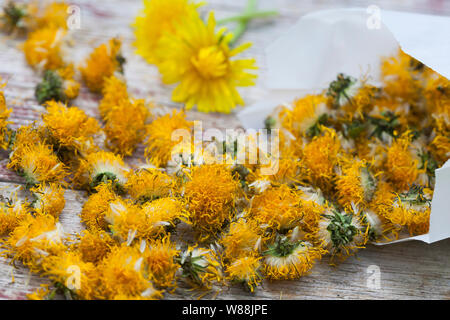 Getrocknete Löwenzahnblüten, Sky, Blüte, Ernte, Kräuterernte Löwenzahn-Blüten-, Wiesen-Löwenzahn, Gemeiner Löwenzahn, Löwenzahn, Kuhblume, Taraxacum Stockfoto