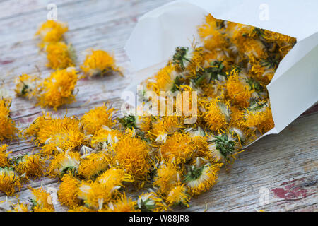 Getrocknete Löwenzahnblüten, Sky, Blüte, Ernte, Kräuterernte Löwenzahn-Blüten-, Wiesen-Löwenzahn, Gemeiner Löwenzahn, Löwenzahn, Kuhblume, Taraxacum Stockfoto