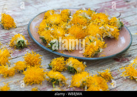 Getrocknete Löwenzahnblüten, Sky, Blüte, Ernte, Kräuterernte Löwenzahn-Blüten-, Wiesen-Löwenzahn, Gemeiner Löwenzahn, Löwenzahn, Kuhblume, Taraxacum Stockfoto