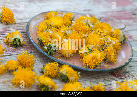 Getrocknete Löwenzahnblüten, Sky, Blüte, Ernte, Kräuterernte Löwenzahn-Blüten-, Wiesen-Löwenzahn, Gemeiner Löwenzahn, Löwenzahn, Kuhblume, Taraxacum Stockfoto