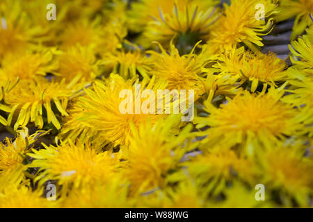 Löwenzahnblüten consider auf einem Tablett, getrocknete Sky, Blüte, Ernte, Kräuterernte Löwenzahn-Blüten-, Wiesen-Löwenzahn, Gemeiner Löwenzahn, Löw Stockfoto