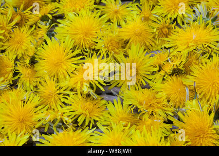 Löwenzahnblüten consider auf einem Tablett, getrocknete Sky, Blüte, Ernte, Kräuterernte Löwenzahn-Blüten-, Wiesen-Löwenzahn, Gemeiner Löwenzahn, Löw Stockfoto