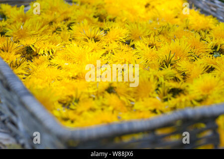 Löwenzahnblüten consider auf einem Tablett, getrocknete Sky, Blüte, Ernte, Kräuterernte Löwenzahn-Blüten-, Wiesen-Löwenzahn, Gemeiner Löwenzahn, Löw Stockfoto