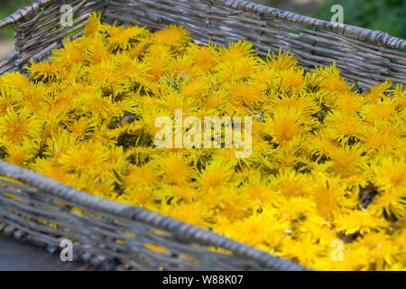 Löwenzahnblüten consider auf einem Tablett, getrocknete Sky, Blüte, Ernte, Kräuterernte Löwenzahn-Blüten-, Wiesen-Löwenzahn, Gemeiner Löwenzahn, Löw Stockfoto