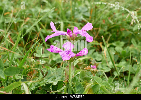 Rosa wilde Blume mit Tau auf einem Hintergrund der grünen Gras bedeckt Stockfoto