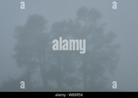 Drei Kiefern in dichtem Nebel in den Bergen des Kaukasus Stockfoto