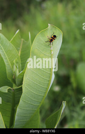 Orange Rot Milkweed Bug auf Milkweed Anlage Stockfoto