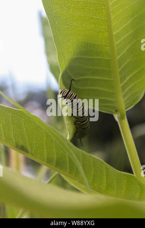 Monarch Butterfly Caterpillar auf wilde Milkweed Stockfoto