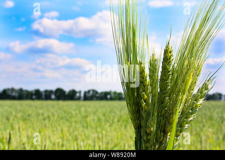 Bündel von Weizen auf den blauen Himmel und grüne Feld Stockfoto