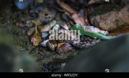 Nahaufnahme der erwachsenen Frosch auf Rock mit Blättern am Bergwald von Taiwan. Kröte in einem tropischen Regenwald des asiatischen Landes. Stockfoto