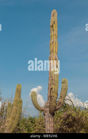 Kaktus in der Wüste von Baja California Sur, in der Nähe von Todos Santos. Mexiko. Stockfoto