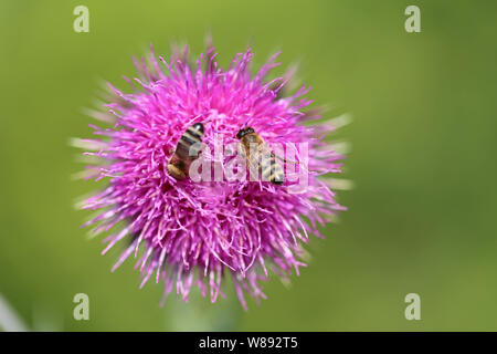 Makro Distel mit Bienen Stockfoto